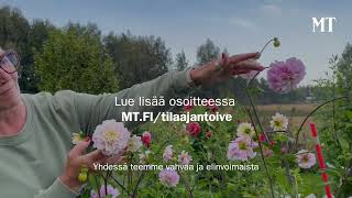 Maaseudun Tulevaisuus - Laura Ruoholan Tilaajan Toive 6S