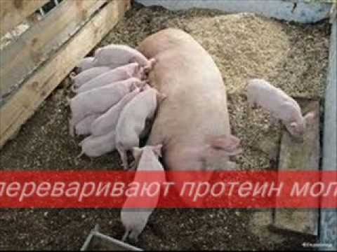 Как построить курятник для бройлеров своими руками Как построить курятник для бройлеров своими руками