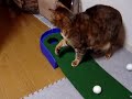 ゴルフボールをちゃんと戻してくれます☆