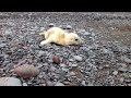 newborn seal pup