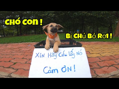 Chó Con Đáng Thương Bị Chủ Bỏ Rơi