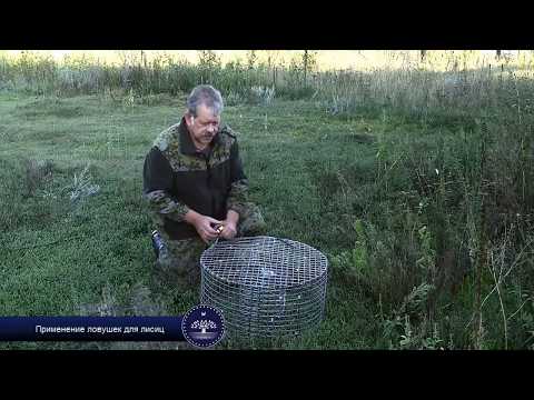 Ловушка для лисы своими руками Ловушка для лисы своими руками