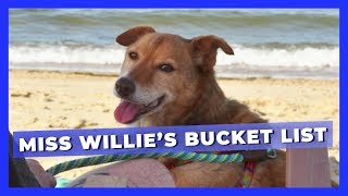 A Dying, Formerly Chained Dog's Bucket List