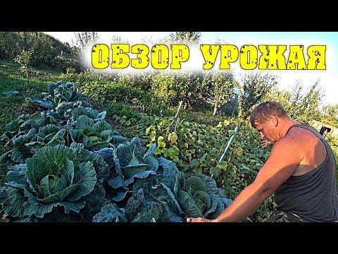 НАШ ОГОРОД - Что выросло, а что нет? / Семья в деревне НАШ ОГОРОД - Что выросло, а что нет? / Семья в деревне