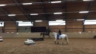 Hoppis - 4.11.18 Hallimaastoeste