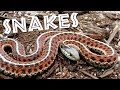 All About Snakes for Kids: Learn about Snakes for Children - FreeSchool