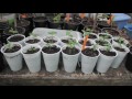 Grow Citrus From Seed! (Key Lime Trees) - Grow Everything - Episode 1