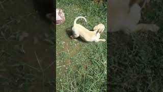 Storm and Tank playing in the water.