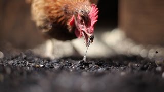 Egg Eating Chicken (04.24.2014)