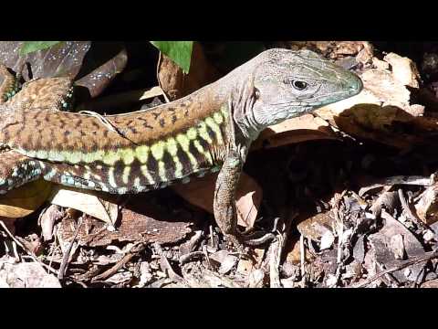 Header of Ameiva undulata