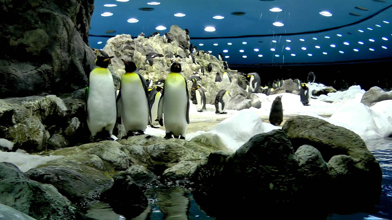 Zoo Zoo Zoo Zoo