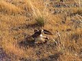 A killdeer luring me away from its nest