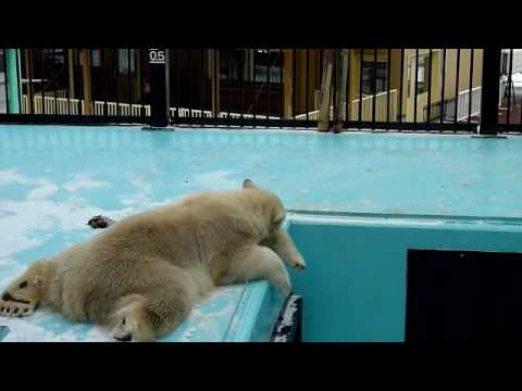 寝ころぶキロル＆歩くイコロ＠帯広動物園