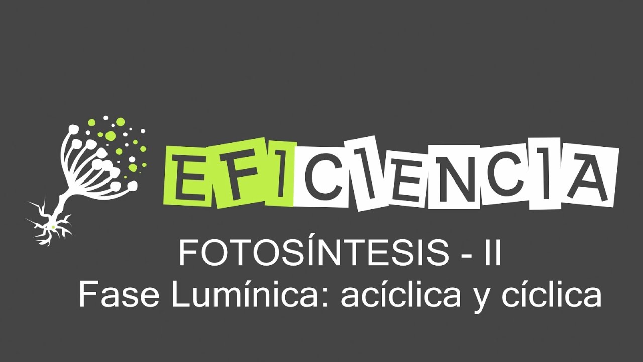Fotosintesis fosforilacion ciclica y aciclica 85 Fotosintesis fosforilacion ciclica y aciclica 83