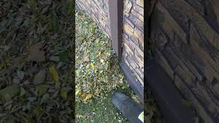 Removing Leaves From The Lawn / Уборка Листьев С Газона
