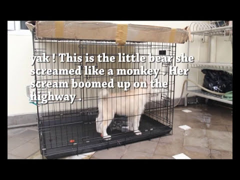 puppy screaming in crate puppy puppy screaming and whining in the crate puppy screaming in crate puppy puppy screaming and whining in the crate