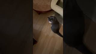 What Happened Howard Kitty
