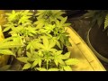 (WEEK 3) 4x8 Medical Marijuana Grow Tent 2x600 Watt -Platinum Bubba Week 3 Veg