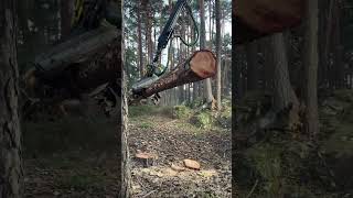 Johndeere 1270G H425 In Action#Harvester #Johndeere #Wood #Tree #Montains #Viral #Bosque #Live #Love