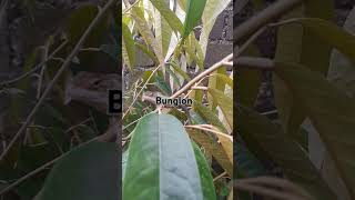 Bunglon Cantiki -9Pro Lubisnamora777 .Hamidi999