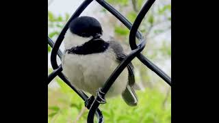 How To Identify Black-Capped Chickadee By Its Song And Call