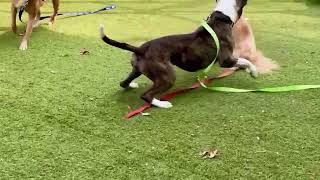 Meet Jasmine A Mixed Breed, Large Over 44 Lbs Fully Grown Currently Available For Adoption 9152