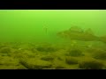 Understanding Walleye Underwater Behavior Ice Fishing the Jaw Jacker