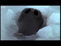 Emperor Penguins versus Leopard Seal - Attenborough: The Blue Planet - BBC