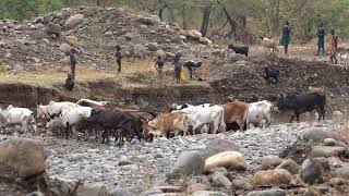 Pastoral Life Of The Omo Tribes