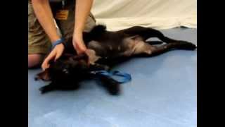 Petra-Available At The Humane Society Of Missouri