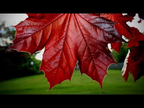Мастер класс живопись маслом картины русский пейзаж Мастер класс живопись маслом картины русский пейзаж