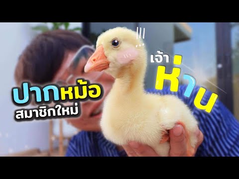 ห่านนนนน!! สมาชิกใหม่ ห่านหัวสิงโต?