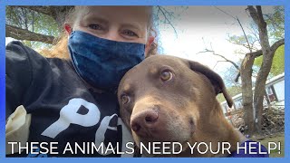 These Animals Need Your Help During the Pandemic!