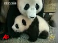 Title:Raw Video: Pandas Surviving Earthquake on Show Description:Panda cubs born after the devastating Chinese earthquake appear to be healthy. The mother had to be evacuated from the Wolong National Nature Reserve. Cubs Pingping and Anan were the only panda twins born in the world in 2008. (Oct. 28)