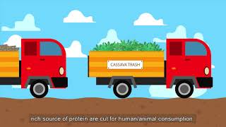 Circular Economy - The Cassava story