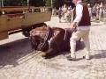 Woźnica zamęczył konia na śmierć / Driver martyr horse to death in Zakopane Poland