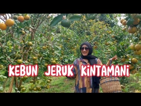 PETIK JERUK KINTAMANI || AGRO WISATA PONDOK JUKJUKAN KINTAMANI.