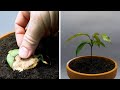 Growing Mango Tree From Seed Time Lapse - 57 Days