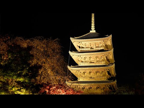 京都 東寺 紅葉 ライトアップ(4K) カエデ・エリシア京都 caede|L’ELISIR KYOTO[Toji, light Up,Kyoto Red Leaves]