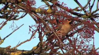 Video Colour Waxwing