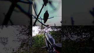 Masih Gelap , Burung Walik Dahi Jingga