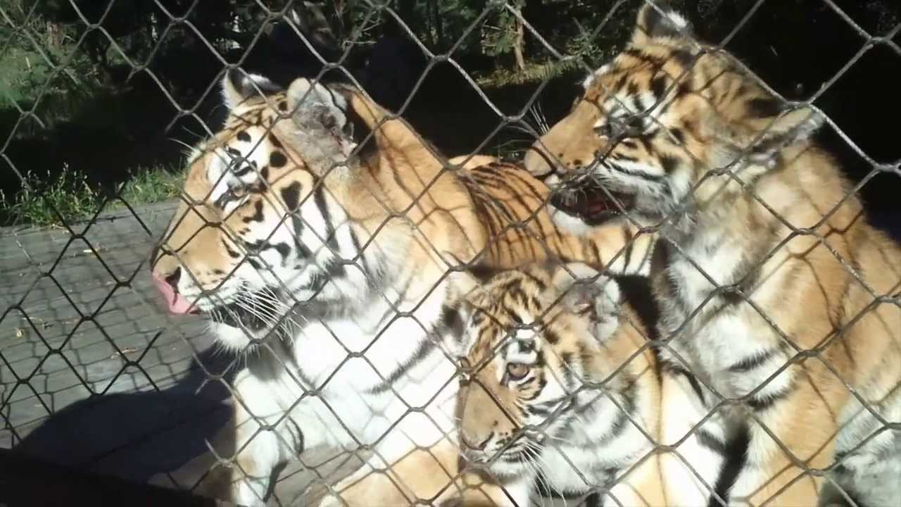 Odense Zoo Sønderborgvej 7 Odense Zoo Sønderborgvej 7