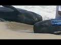 Whale pod beaches on Florida coastline