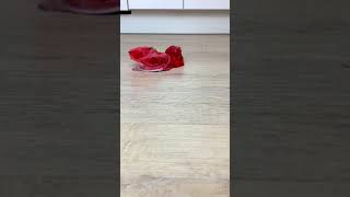 Experiment High Heels Vs Jelly Jelly Crushing Crunchy & Soft Things