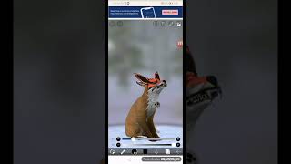 Baby Fox Eats Tiny Human Wildcraft Vore