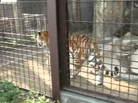 歩き回るアムールトラ ＠東山動物園