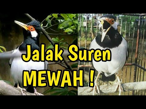 VIDEO : jalak suren full mompa mutah t3mb4k4n | solusindo sf - burungmilik rori solusindo comal bersatu pemalang jawa tengah indonesia. ...