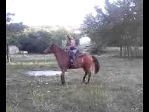 comment apprendre le pas espagnol a son cheval