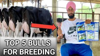Top 5 Hf Bull For Breeding High Milking Abs Bulls Breed Improvement Veer Dairy Farm