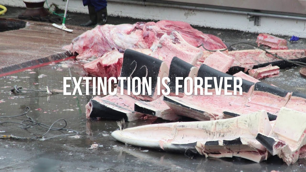 "Icelandic whaling is now a priority issue"